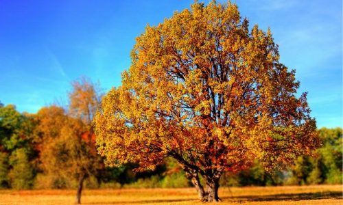 How To Find An Affordable Tree Service